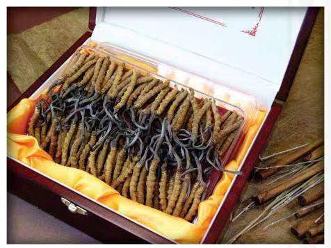 谢岗镇冬虫夏草回收